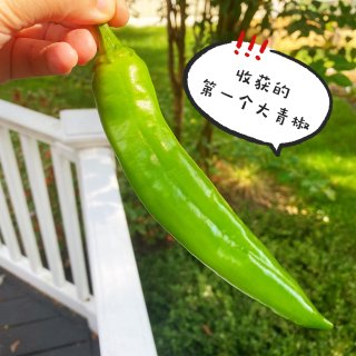 🌈今日份小菜园～第一次收青椒+一根好直的...