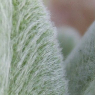 植物界的羊绒😍每天都要揉一揉...