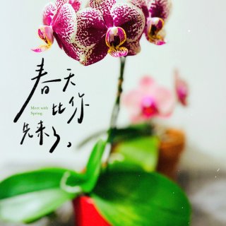 春日赏花🌸豹纹蝴蝶兰x2...
