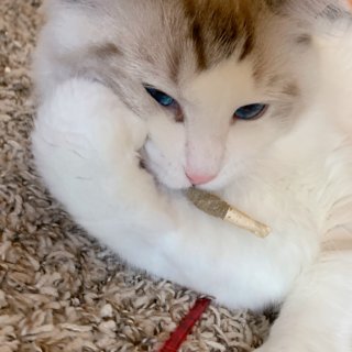 🚬猫薄荷玩具|一只沉迷抽烟到扭曲的猫...