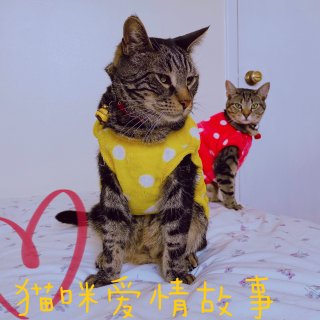 💞猫咪篇～King&Lala爱的故事...