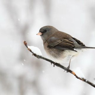 冬日小鸟