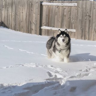 在德州看雪的狗狗...