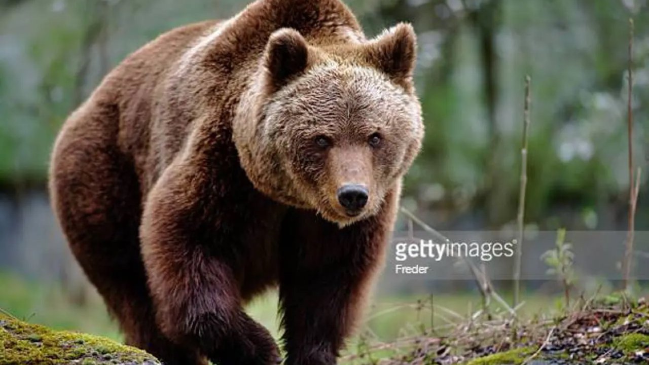 4孩父亲黄石公园失踪，竟死于北美灰熊。