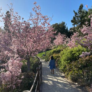 屬於San Diego的櫻花季...