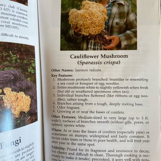 适合新手采摘的蘑菇：Cauliflowe...