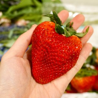 神奇水果｜😍 手掌大的草莓！...
