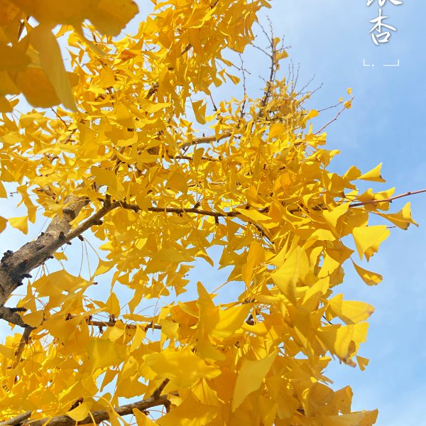 晒货图片