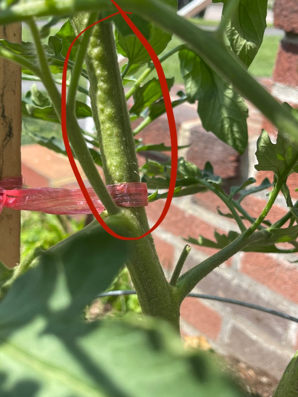 番茄茎上长什么呢？...