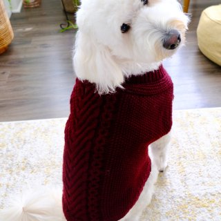 狗狗也要穿毛衣，妈妈再也不用担心我冷了...