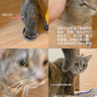 皮皮生病了｜猫咪身体异常的表现｜附账单｜...