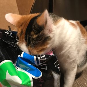 【微众测】最酷炫的猫砂配最酷的猫咪 Neon Litter