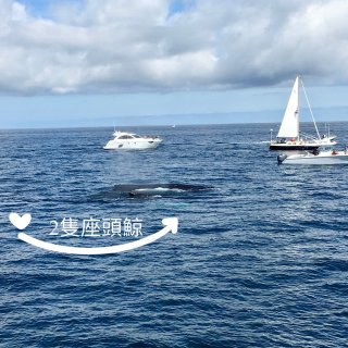 一生必遊｜波士頓賞鯨初體驗🐳🐳🐳...