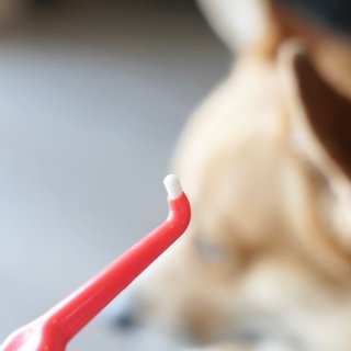 口腔健康很重要｜狗狗也要每天刷牙哦🦷...