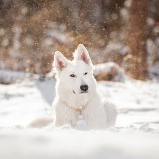 雪景写真❄️白雪公主和她的大白狼...