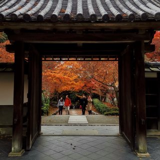 赏樱可以在日本各地，但是赏枫🍁必须在京都...