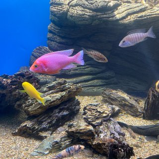 火奴鲁鲁Waikiki水族馆-与热带鱼来...
