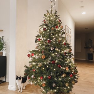 2021 放一顆真的聖誕樹在家吧！🎄😻🎅...