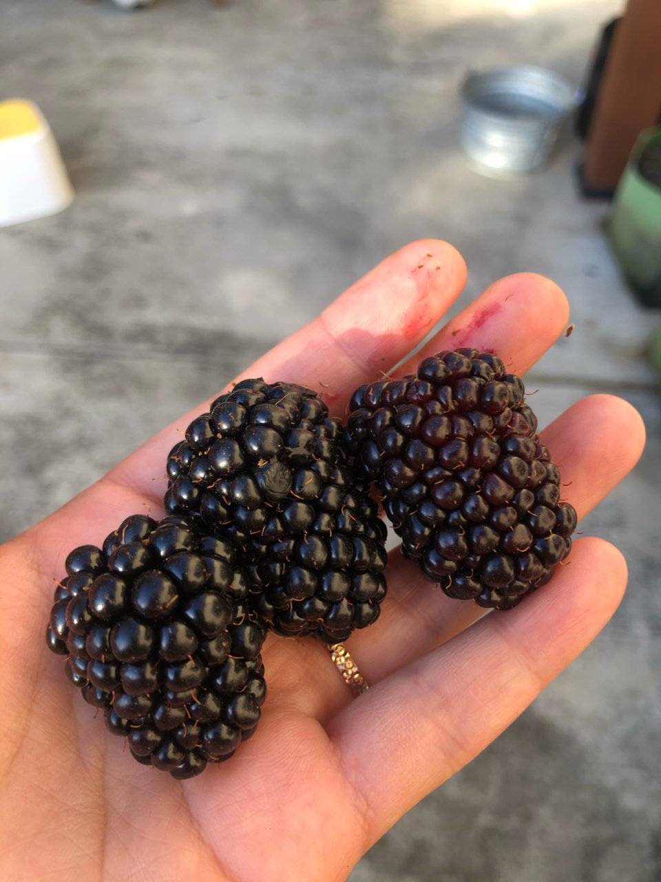 Blackberry 黑莓