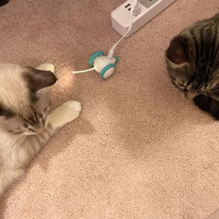 🐭PETLIBRO | 智能逗猫玩具🐭