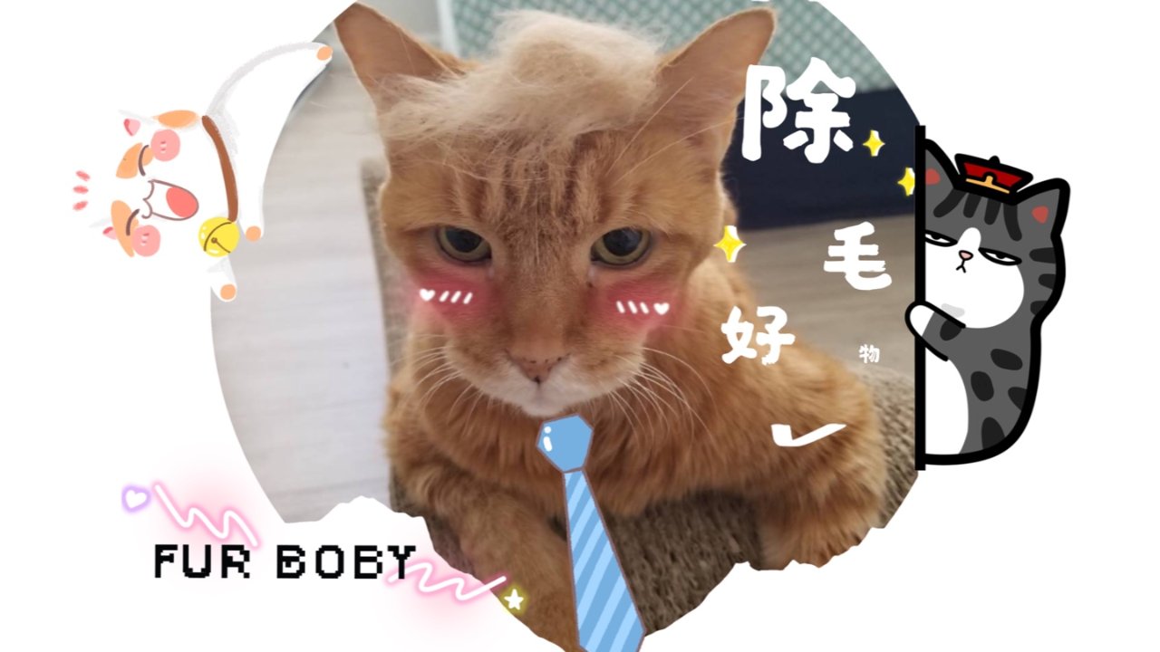 养猫手册｜养猫家庭猫毛清理神器👏🏻