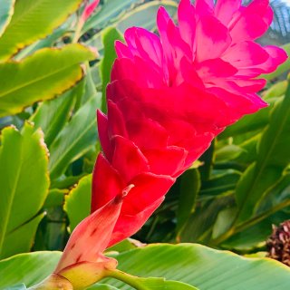 夏威夷自然美景打卡地～佛斯特植物园...