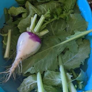 第一次种turnip