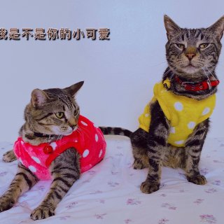 💞猫咪篇～King&Lala爱的故事...
