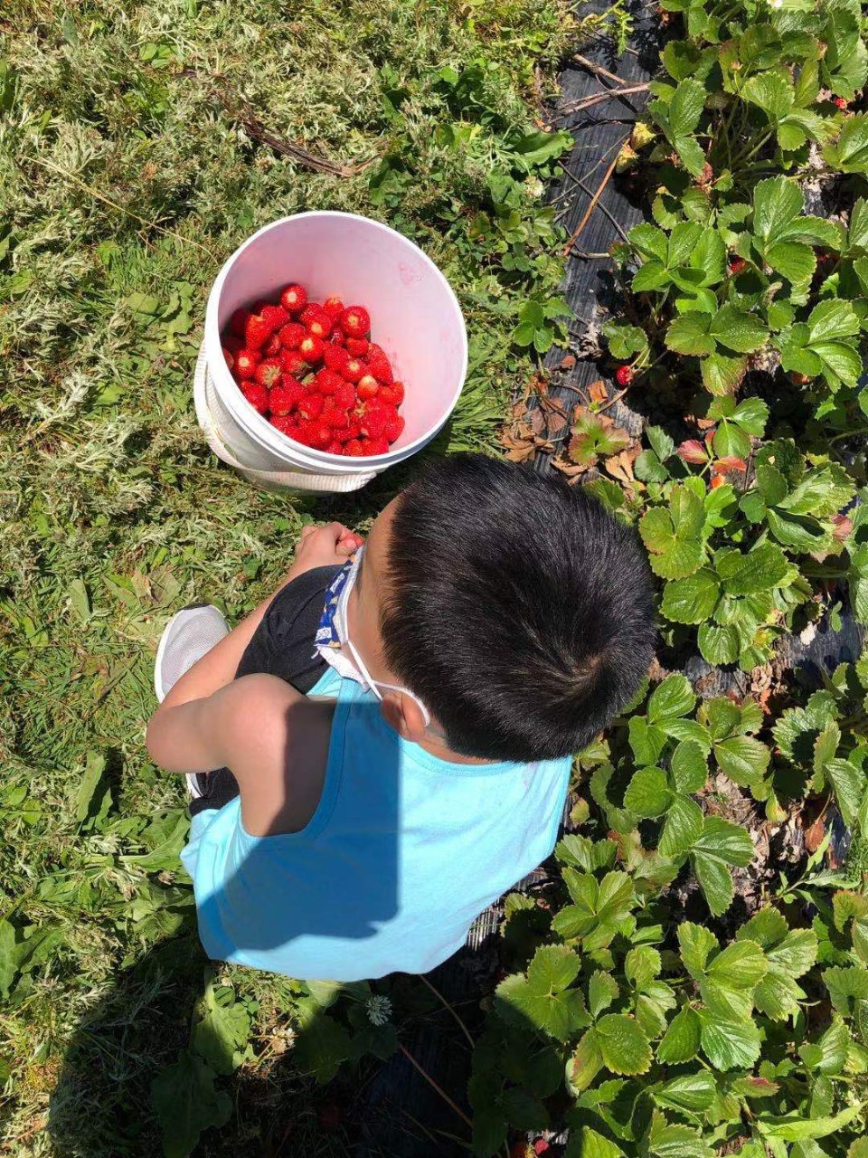 采摘季又到啦，今天摘草莓...