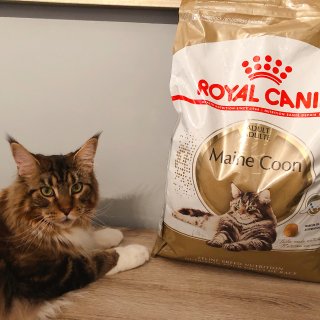 ROYAL CANIN Maine Coon Dry Cat Food, 6-l