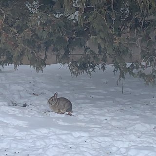 零下三十七度穿什么｜看冰雕｜雪地里的兔子...