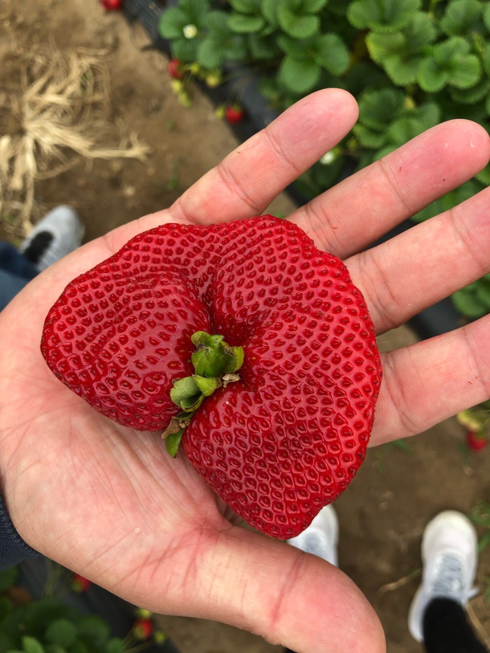 SD 摘草莓🍓推荐！...