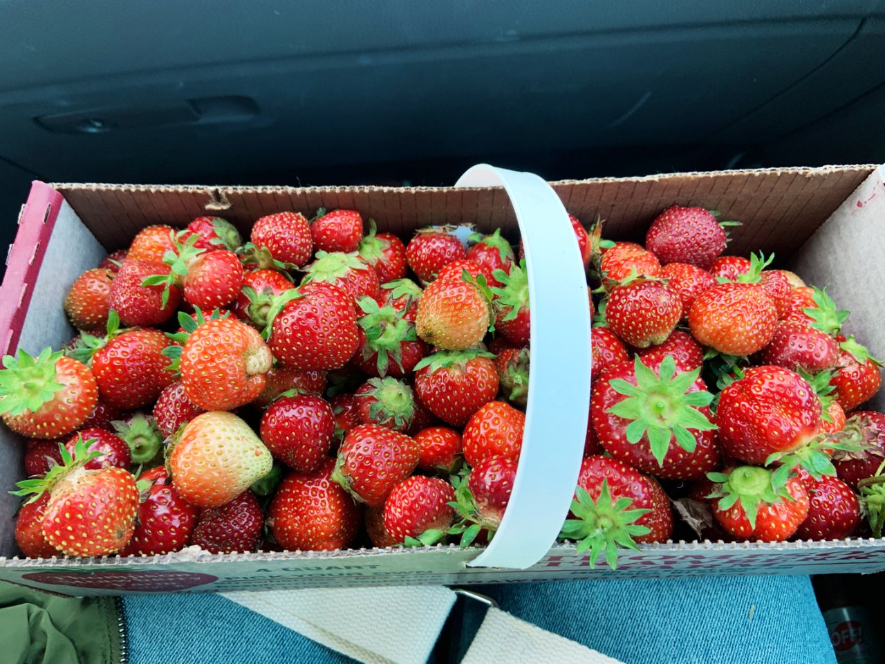 威斯康星州|摘草莓🍓...