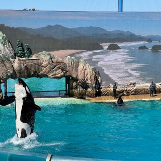 忆｜圣地亚哥海洋公园游3⃣️-虎鲸🐳表演...