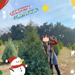 Christmas Tree Farm🎄...