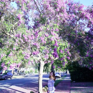 北加州南灣藍花楹，紫色花海感受夏天的氣息...