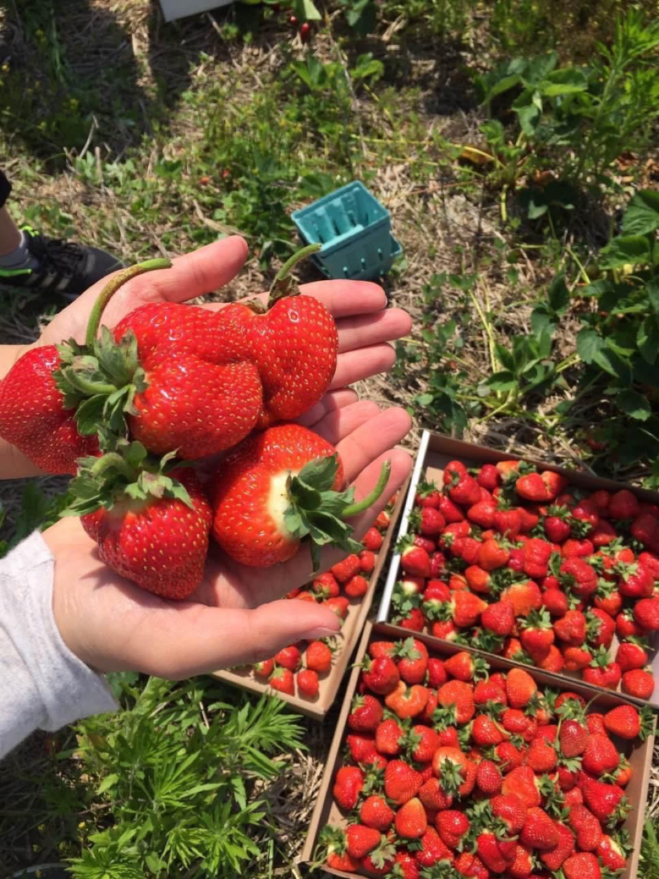 草莓🍓季快到了...