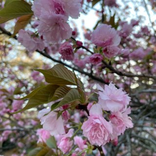 四月春天花花会｜每天跑步的小路...