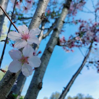 桜色の夢，习惯了西雅图大片大片的樱花云...