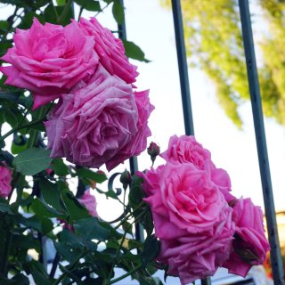 18年初夏房东家的玫瑰花｜送给小仙女们...