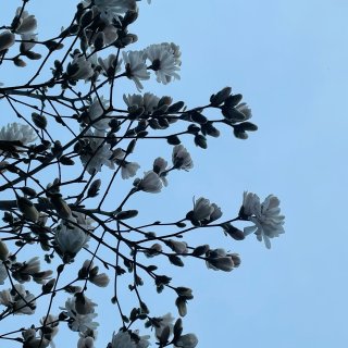 今日破案，家门前的“银柳树”是星花木兰...
