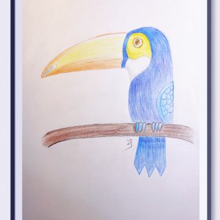 彩虹🌈蓝色的巨嘴鸟🎨彩铅...