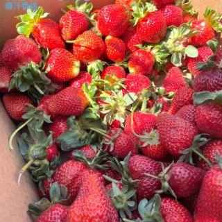 奶油草莓+奶香草莓🍓湾区这家有机农场全能...