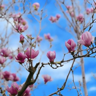 春天里｜后院的果树花树开花了...