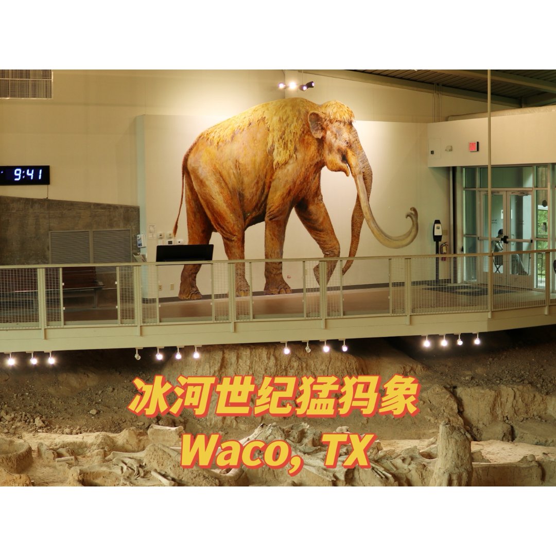 Waco Mammoth 冰河世纪猛犸遗...