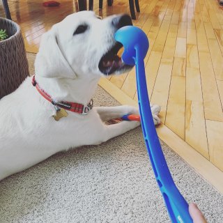 论咬合力哪家强🐶🐶...