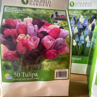 Longfield Gardens Tulip Bright Mix, 180 bulbs | Costco