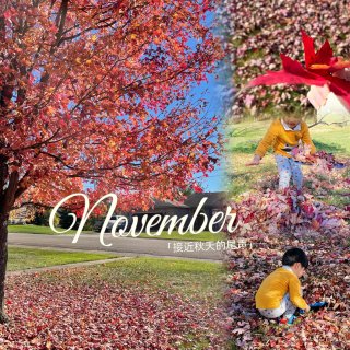 11月秋天很快要结束了｜🍁记录秋天的颜色...