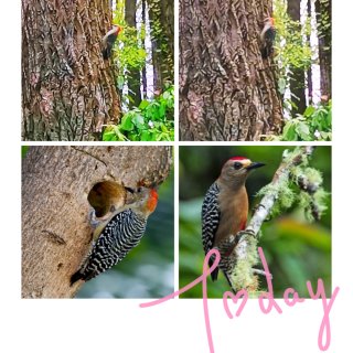 Park树上看到一只啄木鸟➕观鸟地推荐...