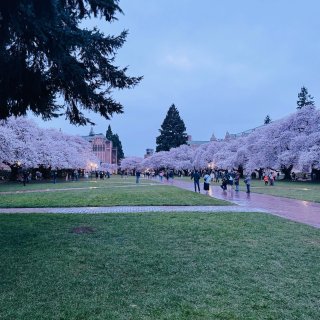 UW樱花季开始了，大家赶紧去拍美照啊...
